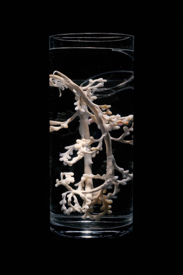 Pinar Yoldas, Ecosystems of Excess : Stomaximus Plastivore Digestive Organ, 2015. L’artiste extrapole un estomac capable de digérer et de métaboliser toutes sortes de dérivés du plastique, un « progrès » angoissant. / The artist extrapolates a stomach capable of digesting and metabolizing all kinds of plastic by-products, an angst-inducing kind of “progress”.