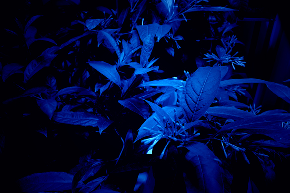 Hicham Berrrada Mesk-ellil, 2015. 7 terrariums de 200x50x250 cm, leds bleues «clair de lune», éclairage horticole, temporisateur et Cestrum noctumum. Dans le cadre de l’exposition "Matérialité de l'Invisible" au CENTQUATRE-PARIS, dans le cadre du projet européen NEARCH, en collaboration avec l'Inrap. Photo Fabrice Seixas. Courtesy de l’artiste et kamel mennour, Paris